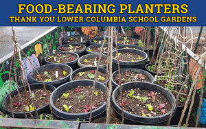 Food-bearing Container Gardens Available During Meal Distribution at Catlin Elementary